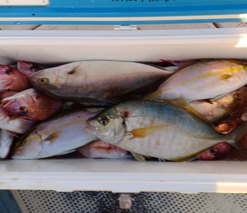 シマアジの釣果