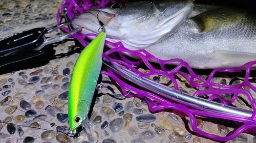 シーバスの釣果