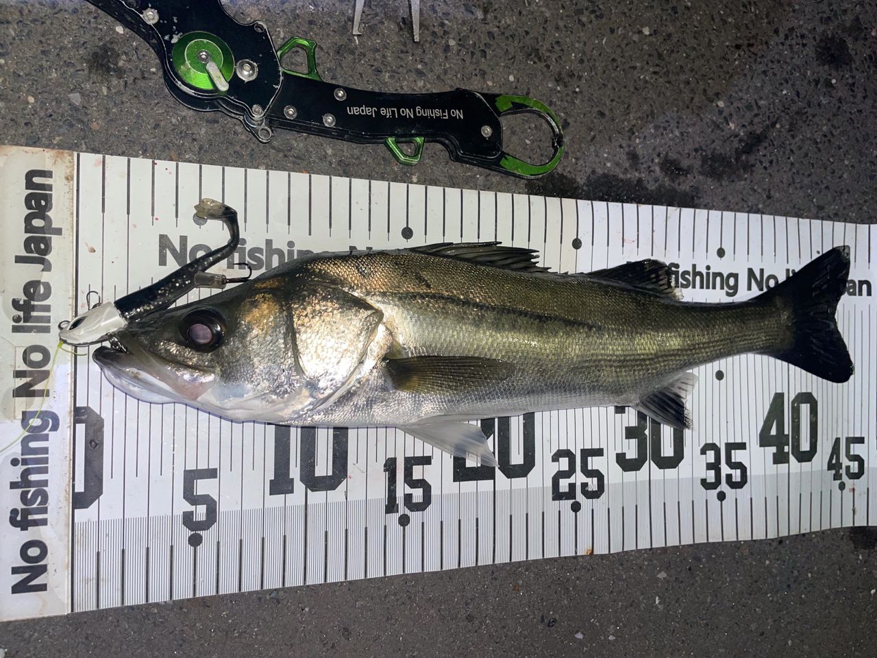 NofishingNolifeJapan さんの 2025年10月23日のシーバスの釣り・釣果