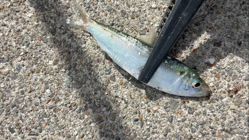 サッパの釣果