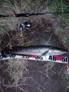 ライギョの釣果