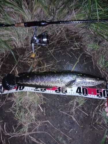 ライギョの釣果