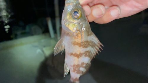 知多湾