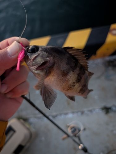 メバルの釣果