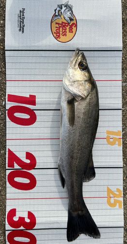 フッコ(マルスズキ)の釣果