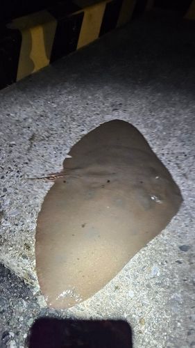 エイの釣果