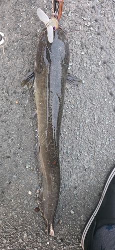 ニホンナマズの釣果