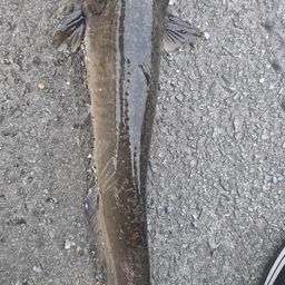 ニホンナマズ