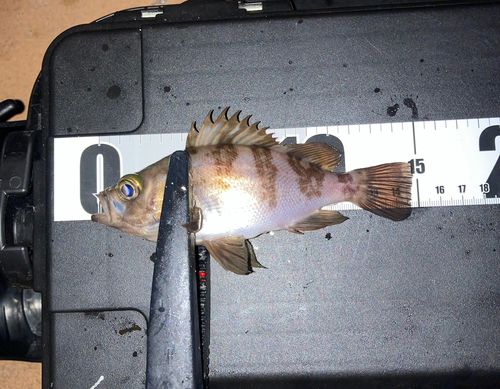メバルの釣果