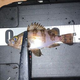 メバル