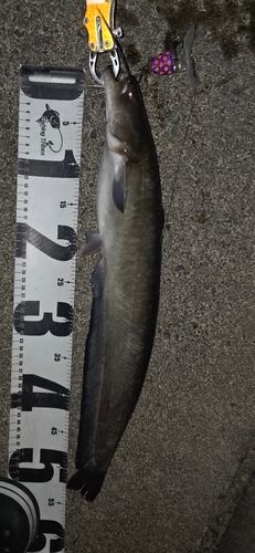 ニホンナマズの釣果