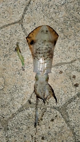 アオリイカの釣果