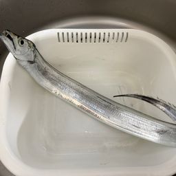 タチウオ