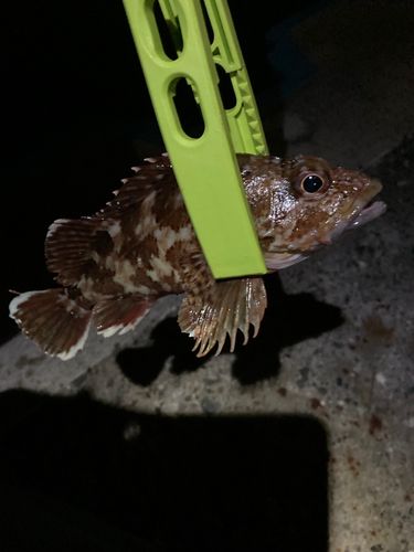 カサゴの釣果