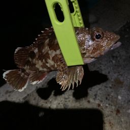 カサゴ