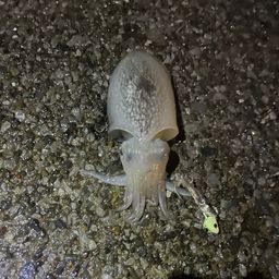 シリヤケイカ