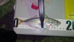 マアジの釣果