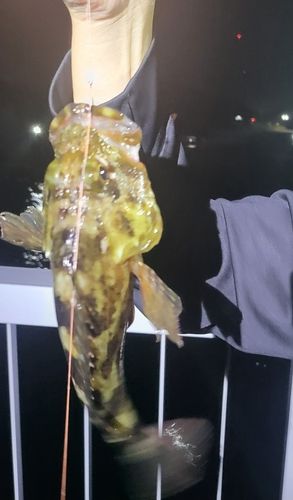 三河湾
