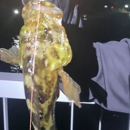 カサゴ