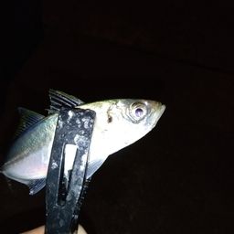 アジ