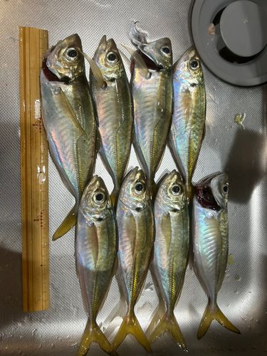 泉佐野漁港