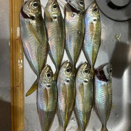マアジ