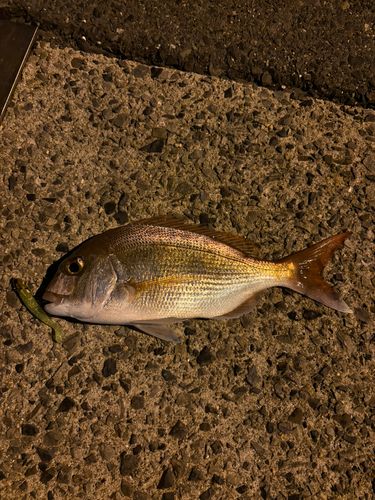 タイの釣果