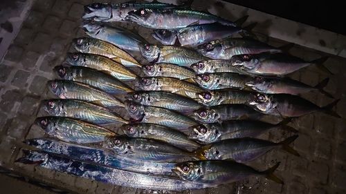 アジの釣果