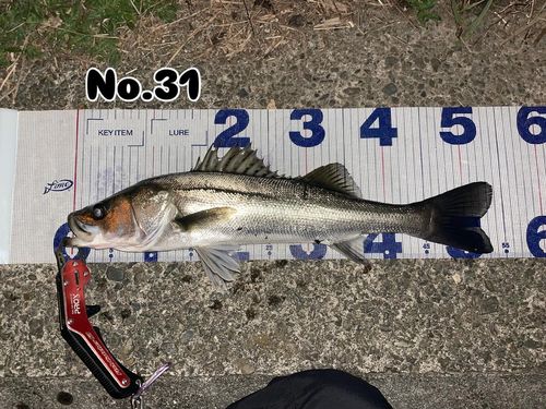 シーバスの釣果