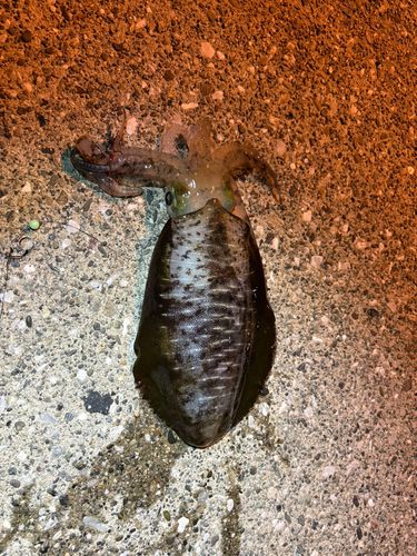 アオリイカの釣果