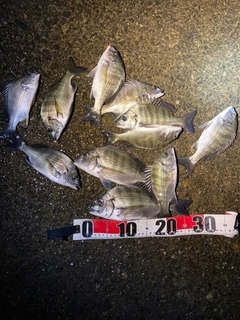 クロダイの釣果