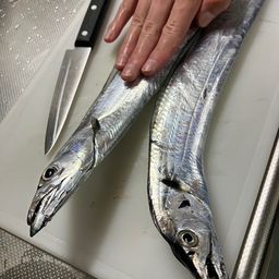 タチウオ