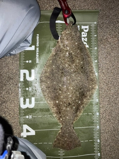 ヒラメの釣果