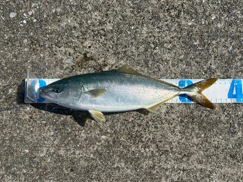 大船渡湾