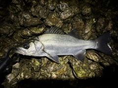 フッコ（ヒラスズキ）の釣果