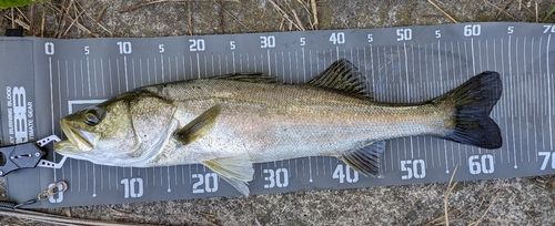 シーバスの釣果