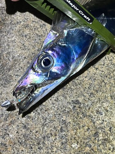 タチウオの釣果