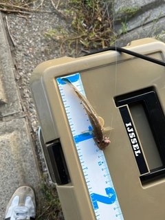 ハゼの釣果