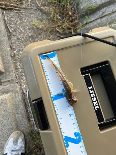 ハゼの釣果