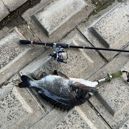 クロダイ