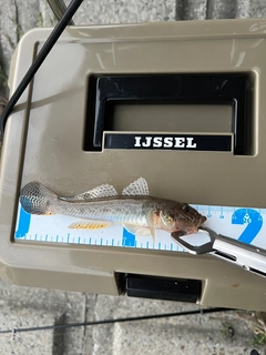 ハゼの釣果
