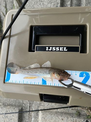 ハゼの釣果