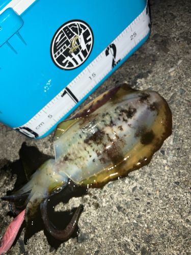 アオリイカの釣果