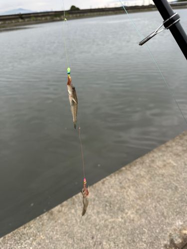 釣果