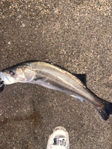 ヒラスズキの釣果