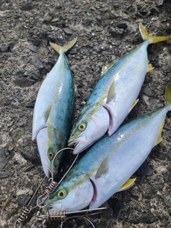 フクラギの釣果