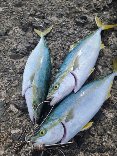フクラギの釣果