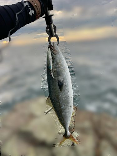 ハマチの釣果