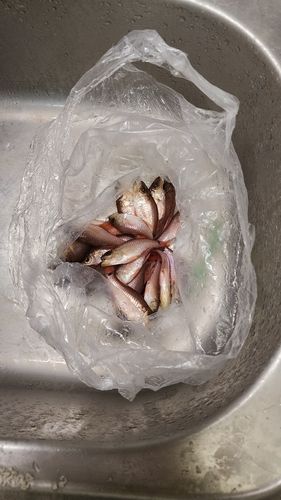 ネンブツダイの釣果