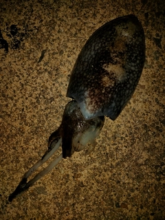 コウイカの釣果